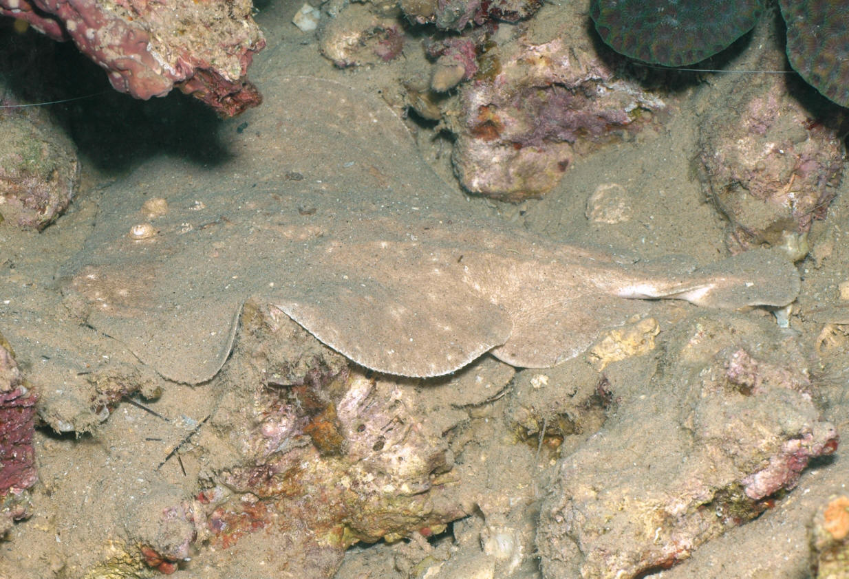 Torpedo sinuspersici